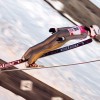 maja_vtic_val_di_fiemme.jpg
