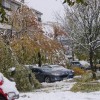 drevje.jpg