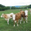 artice_20100052.jpg