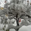 gremo_ven_001.jpg