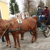 kapele_konji_2012__43_.jpg