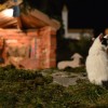 jaslice_015.jpg