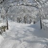 sneg_016.jpg