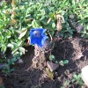zimske_roze_001.jpg