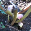 zimske_roze_008.jpg