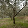 seca09.jpg
