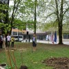 obcinska_lipa008.jpg