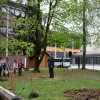 obcinska_lipa017.jpg