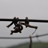 gorica_021.jpg