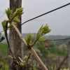 gorica_023.jpg