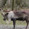 reindeer.jpg