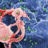 hiv.jpg
