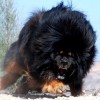 tibetanski mastif.jpg
