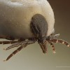 800px_ixodus_ricinus_5x.jpg
