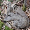 srnjak___capreolus_capreolus.jpg