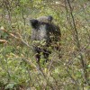 divji_pra__i_____sus_scrofa.jpg