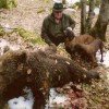 rjavi_medved__ursus_arctos.jpg