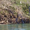 folija_na_krki_30_3_2014_1400pix_004.jpg