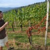 vinograd