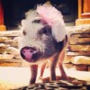 Penelope Popcorn