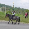 konj_006.jpg