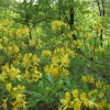 pohod_rumeni_slec_007_000.jpg