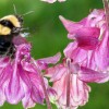 roze_010.jpg