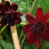 roze_015.jpg
