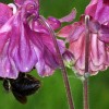 roze_009.jpg