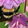 roze_014.jpg
