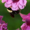 roze_011.jpg