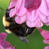 roze_012.jpg