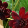 roze_017.jpg