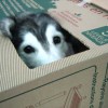 psička Tally husky haski