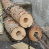 puselsank15.jpg