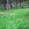 l_pohorje_035.jpg
