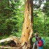 l_pohorje_012.jpg