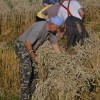 kosnja_004.jpg