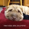 KARIKATURA - KO IMAŠ VSE.jpg