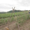 cenacolo07.jpg