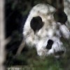 panda tian tian.jpg