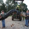 Aligator.jpg