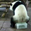 potd-panda_2998027k.jpg