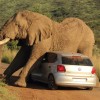 potd-elephant-1_2997936k.jpg