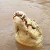 Albino krokodil.jpg