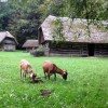 pleterje_009.jpg