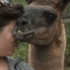 Lama.jpg
