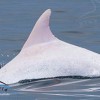 delfin.jpg