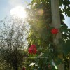 m_cvickorel043.jpg