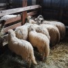 kp_kolpa___belokranjska_pramenka_na_agri.jpg